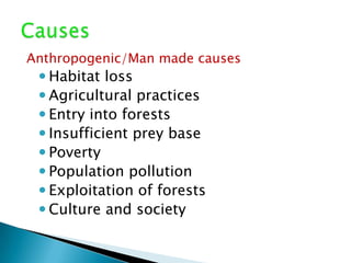 Anthropogenic/Man made causes
  Habitat loss
  Agricultural practices
  Entry into forests
  Insufficient prey base
  Poverty
  Population pollution
  Exploitation of forests
  Culture and society
 
