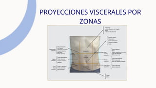 PROYECCIONES VISCERALES POR
ZONAS
 