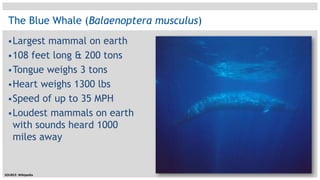 The Blue Whale (Balaenopteramusculus)Largest mammal on earth