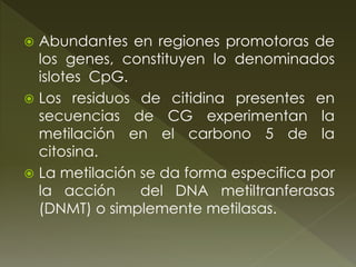  Abundantes en regiones promotoras de
los genes, constituyen lo denominados
islotes CpG.
 Los residuos de citidina presentes en
secuencias de CG experimentan la
metilación en el carbono 5 de la
citosina.
 La metilación se da forma especifica por
la acción del DNA metiltranferasas
(DNMT) o simplemente metilasas.
 