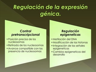 Control
pretranscripcional
•Posición precisa de los
nucleosomas
•Retirada de los nucleosomas
•Avance compatible con las
presencia de nucleosomas
Regulación
epigeneticas
•Metilación del DNA
•Modificación de las histonas
•Integración de las señales
epigeneticas
•Cambios epigeneticos del
desarrollo
 