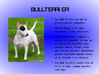 BULLTERRIER Los Bull Terrier son por lo general perros amigables.  Pueden llegar a ser muy obstinados y muy cabezotas. Son perros muy cariñosos y adoran la compañía, así que no es buena idea dejarlos solos durante mucho tiempo, dado que con sus potentes mandíbulas pueden ocasionar muchos daños en la vivienda si se aburren. Los Bull Terriers suelen vivir de 10 a 14 años, aunque pueden vivir más. 