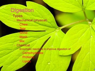 Types 
› Mechanical (physical) 
Chew 
Tear 
Grind 
Mash 
Mix 
› Chemical 
Enzymatic reactions to improve digestion of 
Carbohydrates 
Proteins 
Lipids 
 