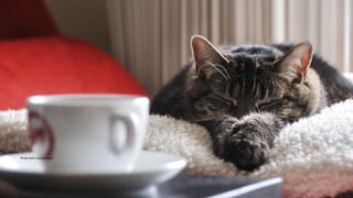 Cat photo from http://galato901.deviantart.com/art/Cat-on-Work-Break-173043455
Photo from Cocoa Dream
 