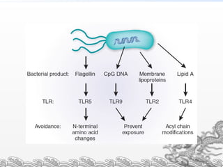 Introduction to Immunopathology 18.09.2018.pptx