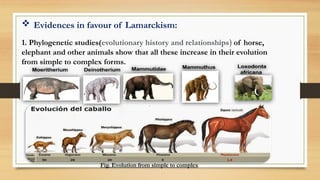  Evidences in favour of Lamarckism:
1. Phylogenetic studies(evolutionary history and relationships) of horse,
elephant and other animals show that all these increase in their evolution
from simple to complex forms.
Fig. Evolution from simple to complex
 