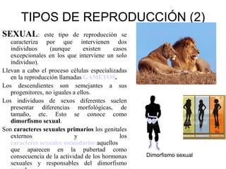 TIPOS DE REPRODUCCIÓN (2)
SEXUAL:         este tipo de reproducción se
   caracteriza por que intervienen dos
   individuos     (aunque        existen   casos
   excepcionales en los que interviene un solo
   individuo).
Llevan a cabo el proceso células especializadas
   en la reproducción llamadas GAMETOS.
Los descendientes son semejantes a sus
   progenitores, no iguales a ellos.
Los individuos de sexos diferentes suelen
   presentar diferencias morfológicas, de
   tamaño, etc. Esto se conoce como
   dimorfismo sexual.
Son caracteres sexuales primarios los genitales
   externos                  y               los
   caracteres sexuales secundarios aquellos
   que aparecen en la pubertad como
   consecuencia de la actividad de los hormonas    Dimorfismo sexual
   sexuales y responsables del dimorfismo
 