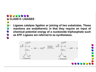 CLASS 6: LIGASES
• Ligases catalyse ligation or joining of two substrates. These
reactions are endothermic in that they require an input of
chemical potential energy of a nucleoside triphosphate such
as ATP. Ligases are referred to as synthetases.
 