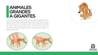 Con el animal de pie, debemos juntar nuestras manos permitiendo que una
abrace a la otra, dejando el dedo pulgar fuera de la formación del puño. Luego
debemos ubicar la zona en donde se juntan el tórax y abdomen por debajo
del animal, palpar una estructura firme y detrás de ella generar tres
compresiones, para luego golpear 5 veces el lomo del animal y revisar si el
objeto fue removido.
ANIMALES
GRANDES
AGIGANTES
5x
 