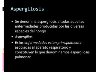 Aspergilosis
 Se denomina aspergilosis a todas aquellas
enfermedades producidas por las diversas
especies del hongo
 Aspergillus.
 Estas enfermedades están principalmente
asociadas al aparato respiratorio y
constituyen lo que denominamos aspergilosis
pulmonar.
 