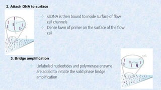 ⊹ ssDNA is then bound to inside surface of flow
cell channels
⊹ Dense lawn of primer on the surface of the flow
cell
2. Attach DNA to surface
⊹ Unlabeled nucleotides and polymerase enzyme
are added to initiate the solid phase bridge
amplification
3. Bridge amplification
 