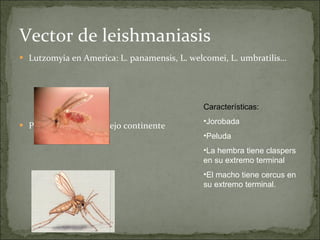 Vector de leishmaniasis  Lutzomyia en America: L. panamensis, L. welcomei, L. umbratilis… Phlebotomus en el viejo continente Características: Jorobada Peluda La hembra tiene claspers en su extremo terminal El macho tiene cercus en su extremo terminal. 