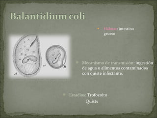 Hábitat : intestino grueso  Mecanismo de transmisión:  ingestión de agua o alimentos contaminados con quiste infectante.   Estadios:  Trofozoito Quiste 