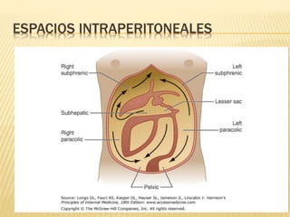 ESPACIOS INTRAPERITONEALES 
 