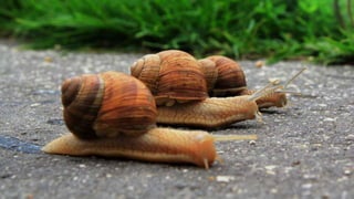 Boost your website by running PHP on Nginx