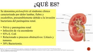 Murillo, J.L. and J., M.P.F. (2018) Medicina de urgencias y emergencias: Guía diagnóstica y protocolos de actuación. Pag: 547-549. Barcelona: Elsevier.
Se denomina pielonefritis al síndrome clínico
caracterizado por dolor lumbar, fiebre y
escalofríos, presumiblemente debido a la invasión
bacteriana del parénquima renal.
• Pelvis y parenquima renal
• Infección de vía ascendente
• 93% E. Coli
• Relacionado a procesos obstructivos: Litiasis y
tumores
• 30% Bacteriemia.
GPC. 2021. Diagnóstico y tratamiento de la INFECCIÓN DE VÍAS URINARIAS NO COMPLICADA en menores de 18 años en el primer y segundo niveles de atención. GPC-SS-027-21. http://www.cenetec-
difusion.com/CMGPC/GPC-SS-027-21/ER.pdf
 