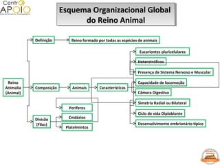Reino
Animalia
(Animal)
Definição
Divisão
(Filos)
Poríferos
Cnidários
Características
Reino formado por todas as espécies de animais
Composição Animais
Eucariontes pluricelulares
Heterotróficos
Presença de Sistema Nervoso e Muscular
Simetria Radial ou Bilateral
Ciclo de vida Diplobionte
Desenvolvimento embrionário típico
Capacidade de locomoção
Câmara Digestiva
Platelmintos
Esquema Organizacional GlobalEsquema Organizacional Global
do Reino Animaldo Reino Animal
Esquema Organizacional GlobalEsquema Organizacional Global
do Reino Animaldo Reino Animal
 