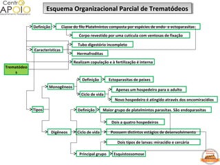 Esquema Organizacional Parcial de TrematódeosEsquema Organizacional Parcial de TrematódeosEsquema Organizacional Parcial de TrematódeosEsquema Organizacional Parcial de Trematódeos
Trematódeo
s
Definição
Características
Classe do filo Platelmintos composta por espécies de endo- e ectoparasitas
Corpo revestido por uma cutícula com ventosas de fixação
Hermafroditas
Tipos
Monogêneos
Definição Ectoparasitas de peixes
Digêneos
Definição
Ciclo de vida
Principal grupo
Tubo digestório incompleto
Realizam copulação e à fertilização é interna
Ciclo de vida
Apenas um hospedeiro para o adulto
Novo hospedeiro é atingido através dos oncomiracídios
Maior grupo de platelmintos parasitas. São endoparasitas
Dois a quatro hospedeiros
Possuem distintos estágios de desenvolvimento
Dois tipos de larvas: miracídio e cercária
Esquistossomose
 