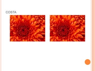 COSTA
 