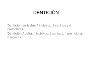 DENTICIÓN
Dentición de leche: 4 incisivos, 2 caninos y 4
premolares.
Dentición Adulta: 4 incisivos, 2 caninos, 4 premolares,
6 molares.
 