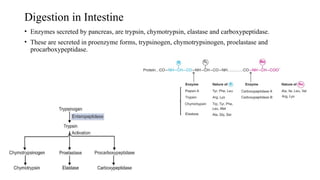 Digestion in Intestine
• Enzymes secreted by pancreas, are trypsin, chymotrypsin, elastase and carboxypeptidase.
• These are secreted in proenzyme forms, trypsinogen, chymotrypsinogen, proelastase and
procarboxypeptidase.
 