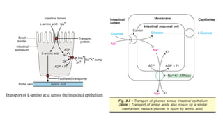 Transport of L-amino acid across the intestinal epithelium
 