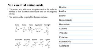 Non essential amino acids
• The amino acid which can be synthesized in the body are
termed as non essential amino acids and are not required
in diet.
• Ten amino acids, essential for humans include:
Glycine
Proline
Serine
Glutamicacid
Glutamine
Alanine
Tyrosine
Cysteine
Asparticacid
Aspargine
 