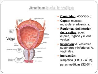 Capacidad: 400-500cc.
Capas: mucosa,
muscular y adventicia.
Regiones del interior



de la vejiga: ápex,
cúpula, trígono y cuello
vesical.
Irrigación:A. vesicales
superiores y inferiores,A.
vaginales.
Inervación:
simpática (T11, L2 o L3),
parasimpáticas (S2-S4)


 