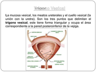 La mucosa vesical, los meatos ureterales y el cuello vesical (la
unión con la uretra). Son los tres puntos que delimitan el
trígono vesical, este tiene forma triangular y ocupa el área
correspondiente a la pared posteroinferior de la vejiga.
 
