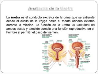 La uretra es el conducto excretor de la orina
desde el cuello de la vejiga hasta el meato
que se extiende
urinario externo
es excretora en
durante la micción. La función de la uretra
ambos sexos y también cumple una función reproductiva en el
hombre al permitir el paso del semen.
 