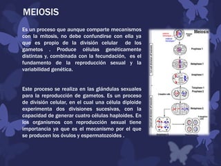 MEIOSIS
Es un proceso que aunque comparte mecanismos
con la mitosis, no debe confundirse con ella ya
que es propio de la división celular de los
gametos . Produce células genéticamente
distintas y, combinada con la fecundación, es el
fundamento de la reproducción sexual y la
variabilidad genética.
Este proceso se realiza en las glándulas sexuales
para la reproducción de gametos. Es un proceso
de división celular, en el cual una célula diploide
experimenta dos divisiones sucesivas, con la
capacidad de generar cuatro células haploides. En
los organismos con reproducción sexual tiene
importancia ya que es el mecanismo por el que
se producen los óvulos y espermatozoides .
 