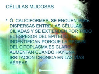 CÉLULAS MUCOSAS
• Ó CALICIFORMES: SE ENCUENTRAN
DISPERSAS ENTRE LAS CÉLULAS
CILIADAS Y SE EXTIENDEN POR TODO
EL ESPESOR DEL EPITELIO. SE
INDENTIFICAN PORQUE LA REGIÓN
DEL CITOPLASMA ES CLARO.
AUMENTAN CUANDO HAY UNA
IRRITACIÓN CRONICA EN LAS VÍAS
AÉREAS.
 