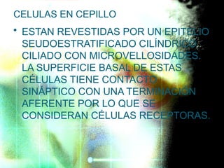CELULAS EN CEPILLO
• ESTAN REVESTIDAS POR UN EPITELIO
SEUDOESTRATIFICADO CILÍNDRICO
CILIADO CON MICROVELLOSIDADES.
LA SUPERFICIE BASAL DE ESTAS
CÉLULAS TIENE CONTACTO
SINÁPTICO CON UNA TERMINACIÓN
AFERENTE POR LO QUE SE
CONSIDERAN CÉLULAS RECEPTORAS.
 