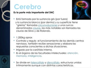 Cerebro
Es la parte más importante del SNC
 Está formado por la sustancia gris (por fuera)
y la sustancia blanca (por dentro) y su superficie tiene
“grietas” llamadas circunvoluciones y unos surcos
denominados cisuras, las más notables son llamados las
cisuras de Silvio y de Rolando.
 1.200kg aprox
 Controla y regula el funcionamiento de los demás centros
nerviosos, también recibe sensaciones y elabora las
respuestas conscientes a dichas situaciones.
 Irrigado por la carótida interna.
 Es el órgano de las facultades intelectuales: atención,
memoria, inteligencia.
 Se divide en telencéfalo y diencéfalo, estructuras unidas
íntimamente aunque con distintas características.
 