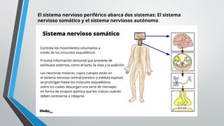 El sistema nervioso periférico abarca dos sistemas: El sistema
nervioso somático y el sistema nerviosos autónomo.
 