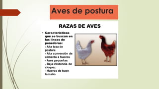 Aves de postura
 
