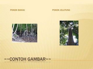 POKOK BAKAU       POKOK JELUTUNG




~~CONTOH GAMBAR~~
 
