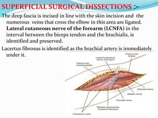 SUPERFICIAL SURGICAL DISSECTIONS :-
The deep fascia is incised in line with the skin incision and the
numerous veins that cross the elbow in this area are ligated.
Lateral cutaneous nerve of the forearm (LCNFA) in the
interval between the biceps tendon and the brachialis, is
identified and preserved.
Lacertus fibrosus is identified as the brachial artery is immediately
under it.
 