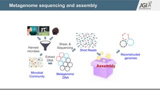 Metagenome sequencing and assembly
Harvest
microbes
Extract
DNA
Shear, &
Sequencing
Assembly
Short Reads
Reconstructed
genomes
Microbial
Community
Metagenome
DNA
 