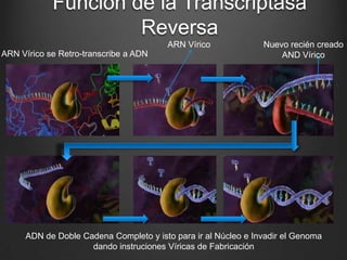 Función de la Transcriptasa
                     Reversa
                                       ARN Vírico              Nuevo recién creado
ARN Vírico se Retro-transcribe a ADN                               AND Vírico




     ADN de Doble Cadena Completo y isto para ir al Núcleo e Invadir el Genoma
                    dando instruciones Víricas de Fabricación
 
