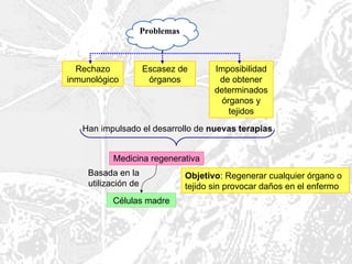 Problemas



  Rechazo            Escasez de         Imposibilidad
inmunológico          órganos            de obtener
                                        determinados
                                          órganos y
                                            tejidos
   Han impulsado el desarrollo de nuevas terapias


          Medicina regenerativa
    Basada en la                 Objetivo: Regenerar cualquier órgano o
    utilización de               tejido sin provocar daños en el enfermo
          Células madre
 