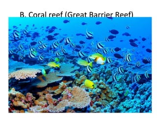 B. Coral reef (Great Barrier Reef)
 