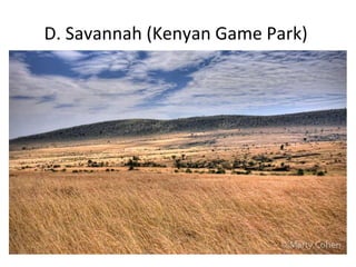 D. Savannah (Kenyan Game Park)
 