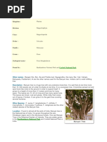 Banyan Tree