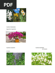 Plantas Erguidas