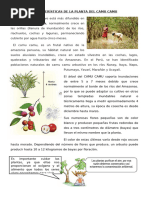 ficha ciencia caracteristicas de planta de camu camu