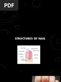 Structure and Shape of Nails